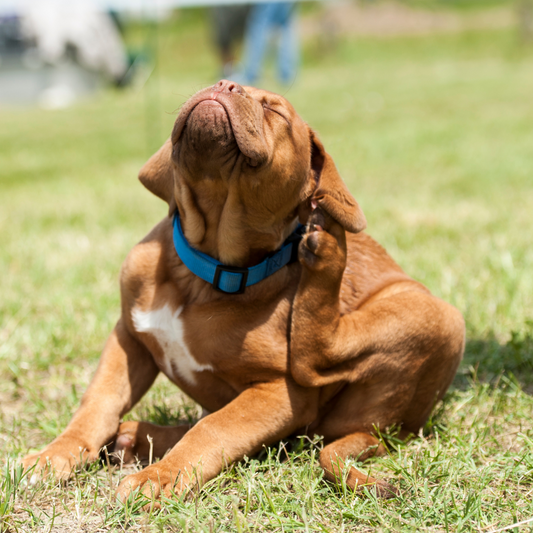 Don't Let Fleas Harm Your Pet! - A Natural Guide to Flea Prevention