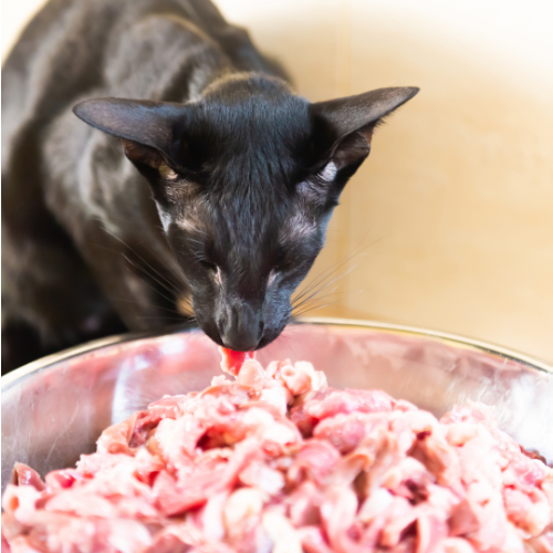 Feeding Your Feline Friend: Why Raw is the Way to Go