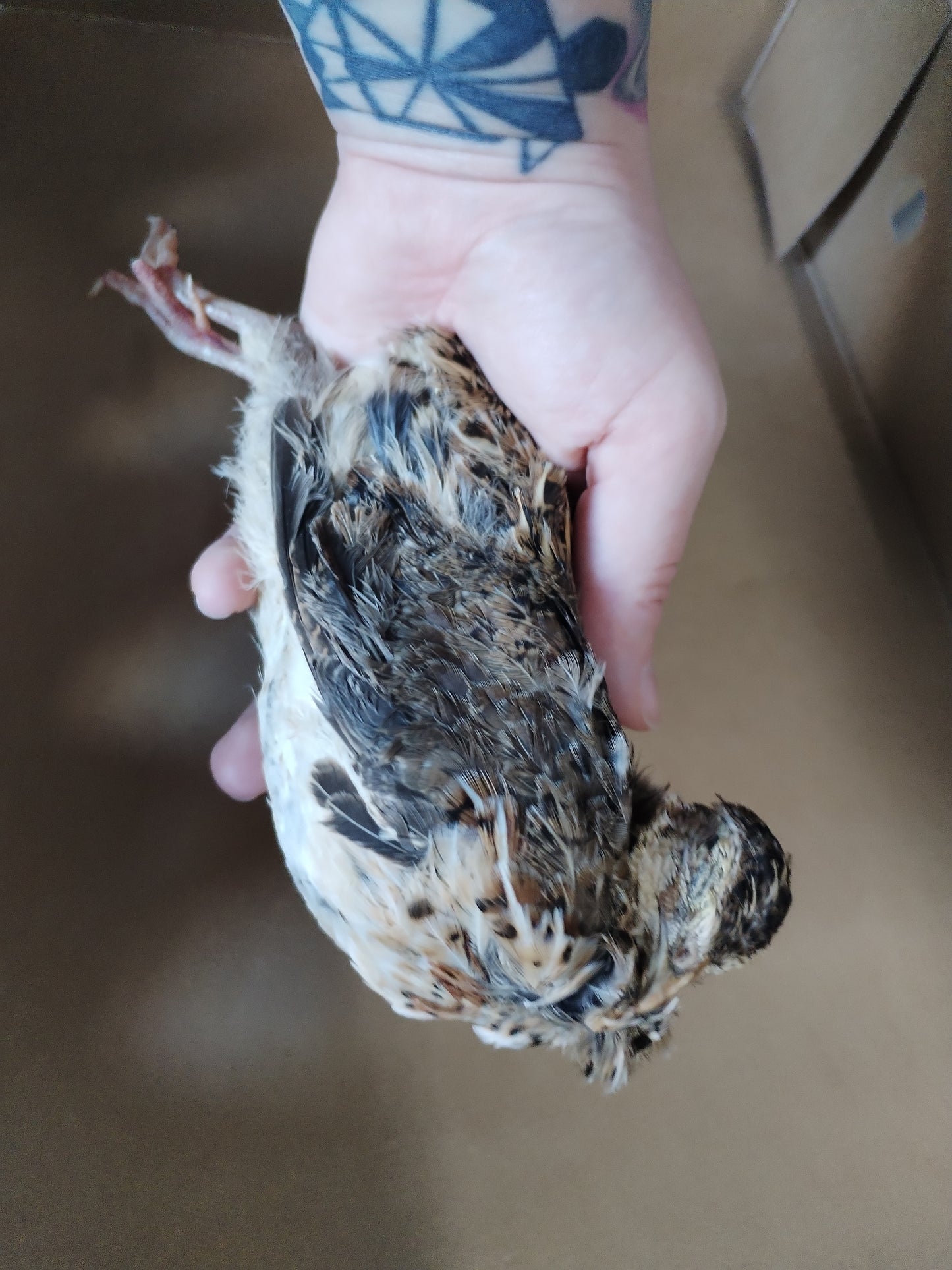 Whole Quail In Feather  - Whole Prey