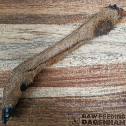 Dried Venison Leg With Hair