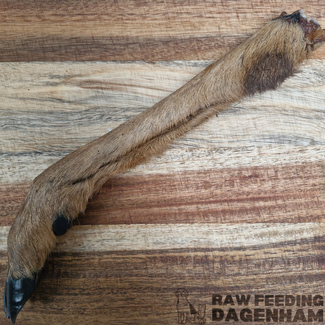 Dried Venison Leg With Hair