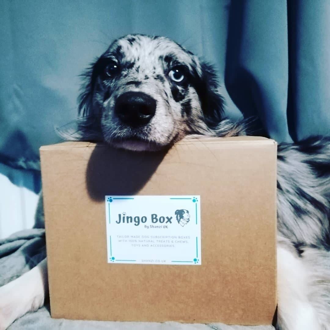 Jingo Box - Raw Feeding Dagenham (Shanzi UK)
